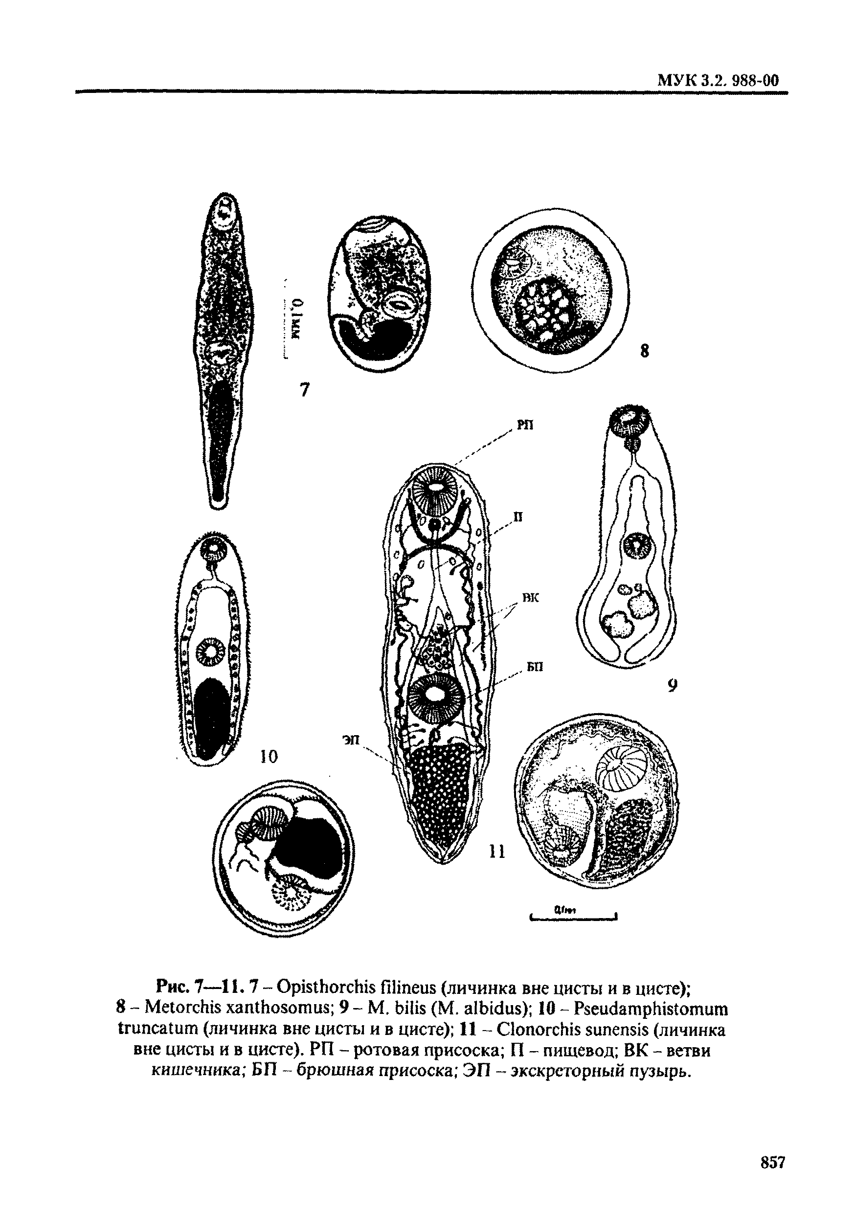 МУК 3.2.988-00