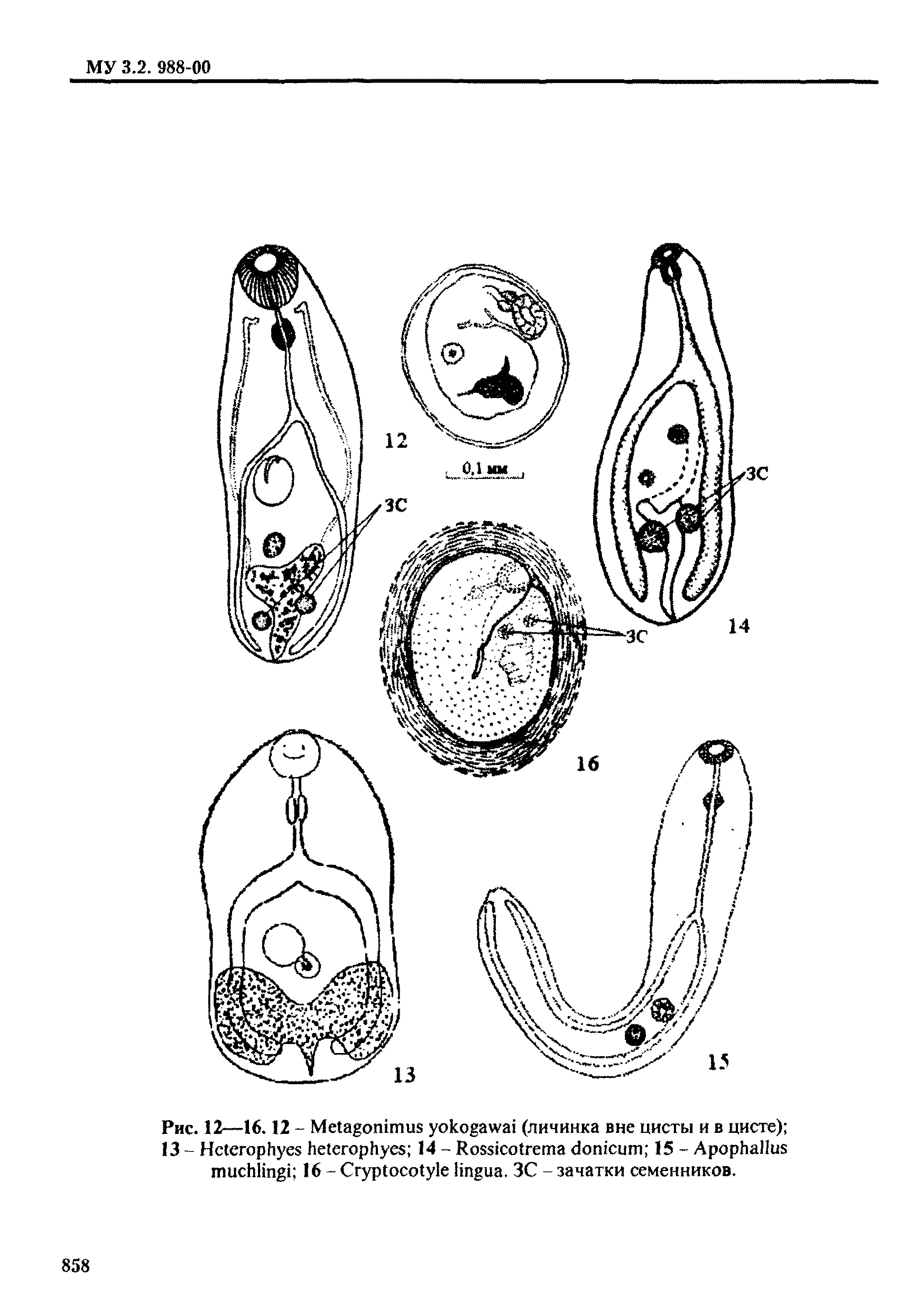 МУК 3.2.988-00